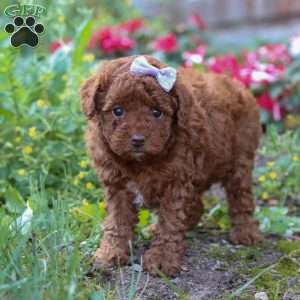 Indie, Miniature Poodle Puppy