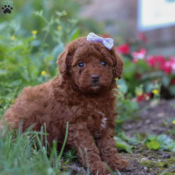 Indie, Miniature Poodle Puppy