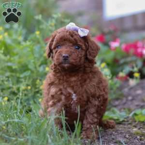 Indie, Miniature Poodle Puppy