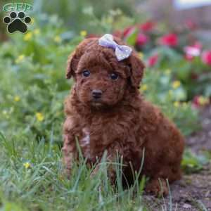 Indie, Miniature Poodle Puppy