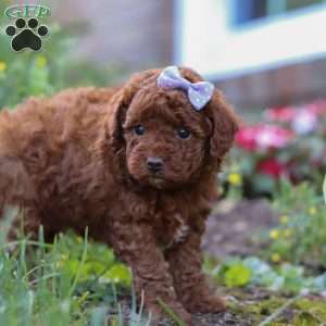 Indie, Miniature Poodle Puppy