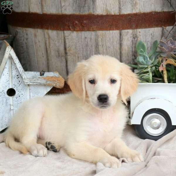 Indigo, Golden Retriever Puppy
