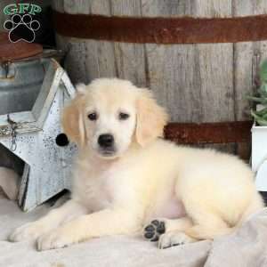 Indigo, Golden Retriever Puppy