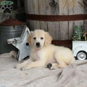Indigo, Golden Retriever Puppy