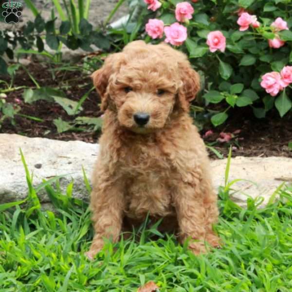 Indy, Mini Goldendoodle Puppy