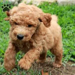 Indy, Mini Goldendoodle Puppy