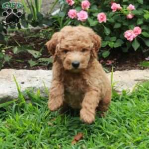 Indy, Mini Goldendoodle Puppy