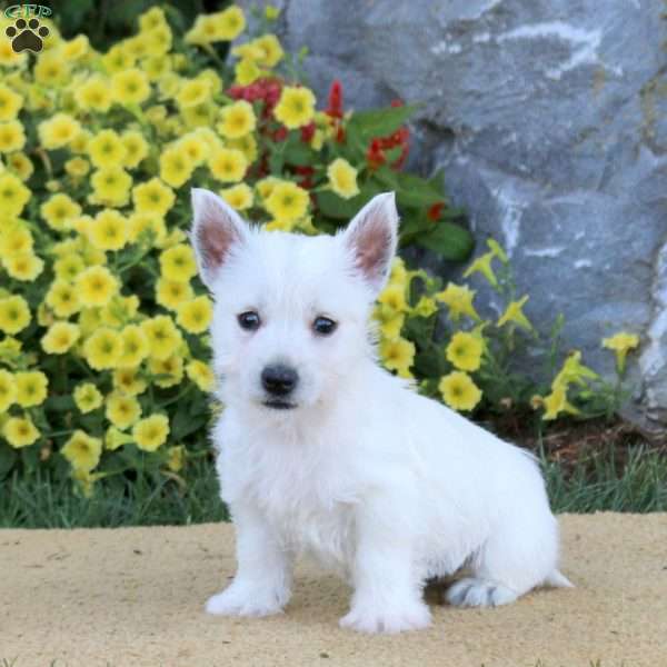 Irie, West Highland Terrier Puppy