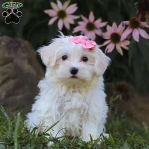 Iris, Maltipoo Puppy