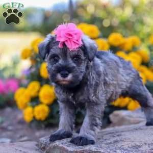 Iris, Miniature Schnauzer Puppy