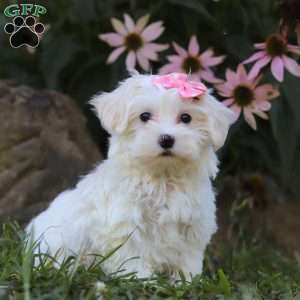 Iris, Maltipoo Puppy