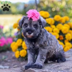 Iris, Miniature Schnauzer Puppy