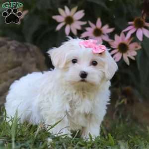 Iris, Maltipoo Puppy