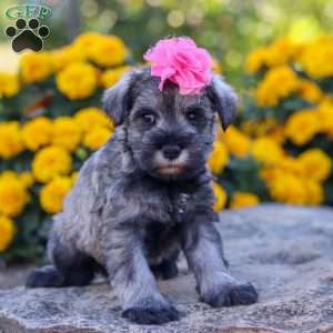 Iris, Miniature Schnauzer Puppy
