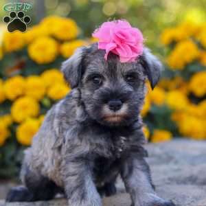 Iris, Miniature Schnauzer Puppy