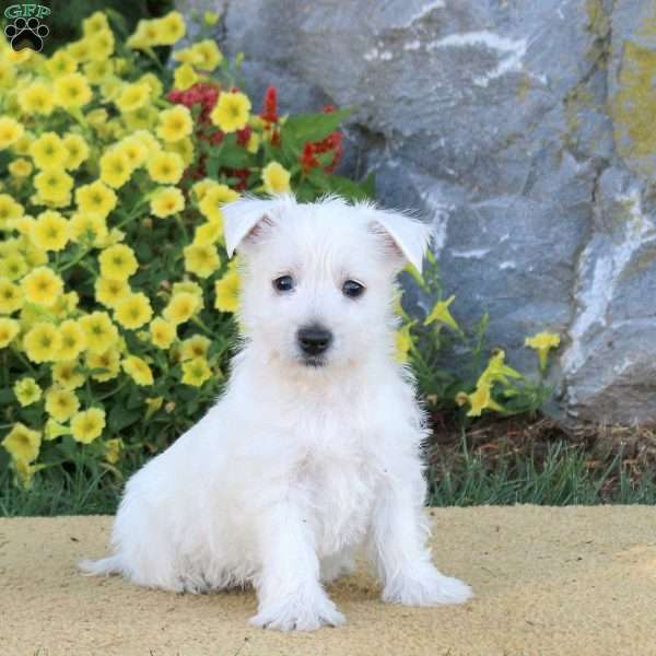 Iris, West Highland Terrier Puppy