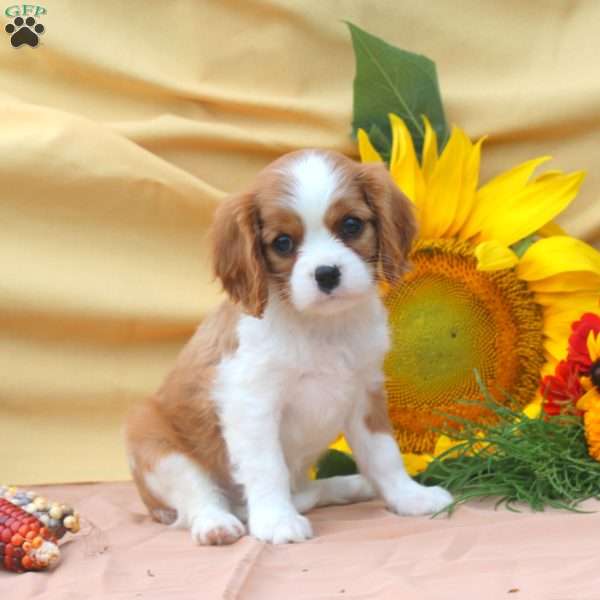 Iris, Cavalier King Charles Spaniel Puppy