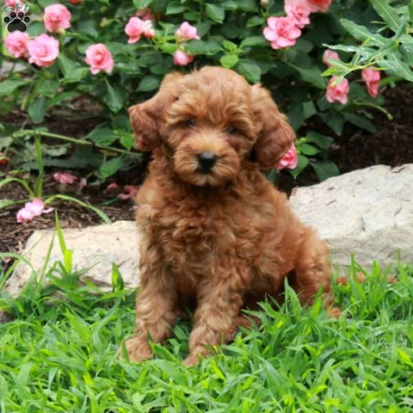 Iris, Mini Goldendoodle Puppy