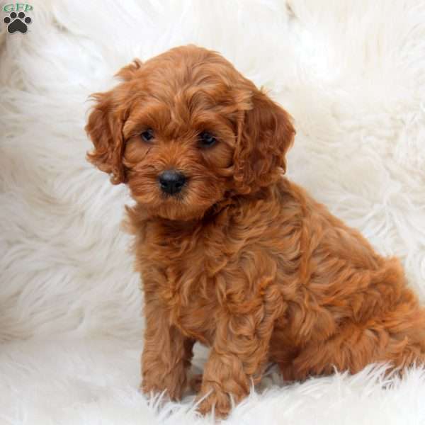 Iris, Cavapoo Puppy