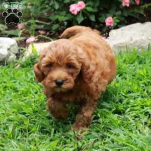 Iris, Mini Goldendoodle Puppy