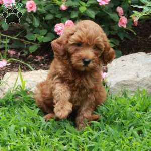 Iris, Mini Goldendoodle Puppy