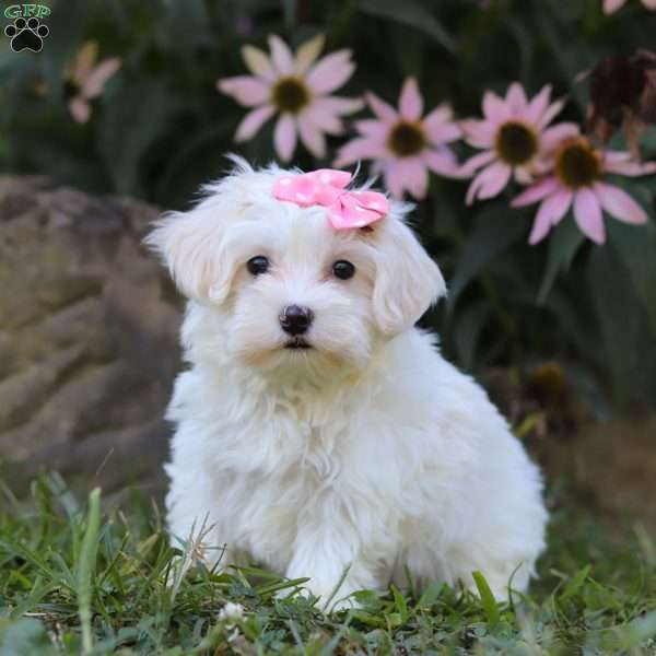 Iris, Maltipoo Puppy