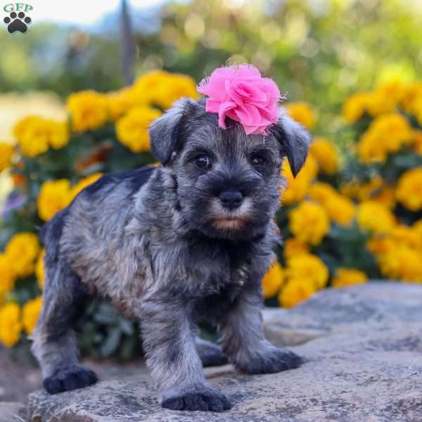 Iris, Miniature Schnauzer Puppy