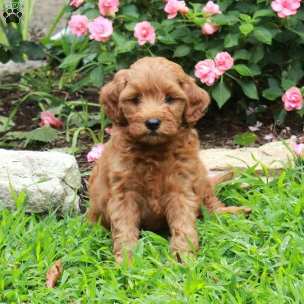Irwin, Mini Goldendoodle Puppy