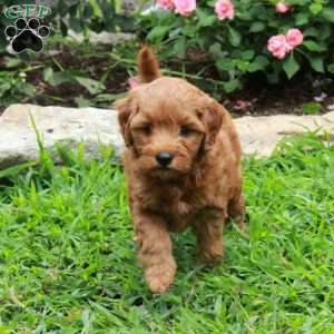 Irwin, Mini Goldendoodle Puppy
