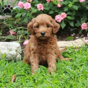 Irwin, Mini Goldendoodle Puppy