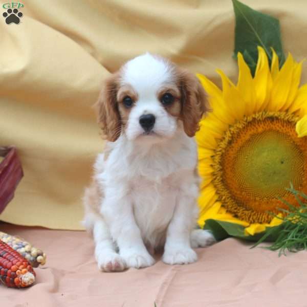 Isaac, Cavalier King Charles Spaniel Puppy