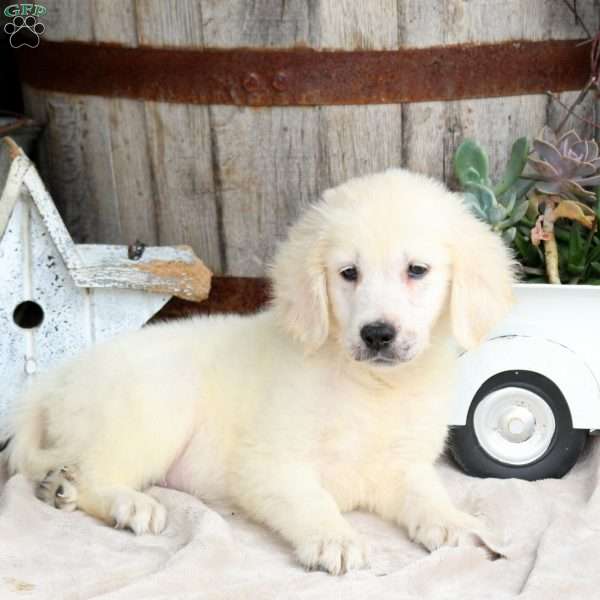Isaac, Golden Retriever Puppy