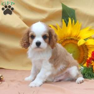 Isaac, Cavalier King Charles Spaniel Puppy