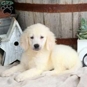 Isaac, Golden Retriever Puppy