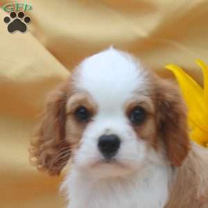 Isaac, Cavalier King Charles Spaniel Puppy