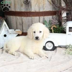 Isaac, Golden Retriever Puppy