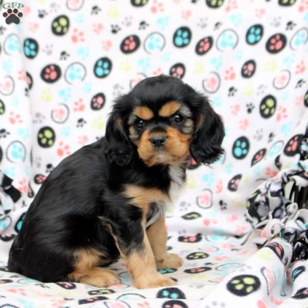 Isabell, Cavalier King Charles Spaniel Puppy