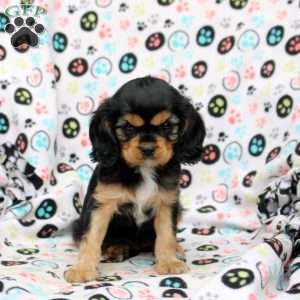Isabell, Cavalier King Charles Spaniel Puppy