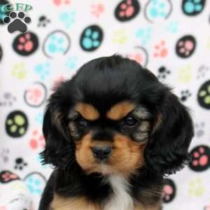 Isabell, Cavalier King Charles Spaniel Puppy