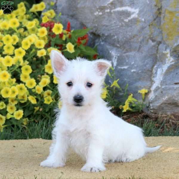 Isabella, West Highland Terrier Puppy
