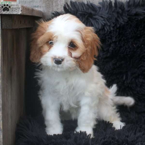 Isla, Cavapoo Puppy