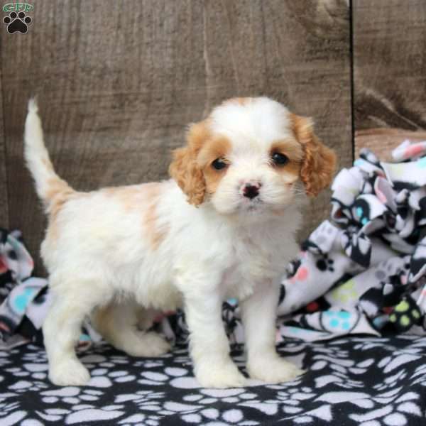 Isla, Cavapoo Puppy