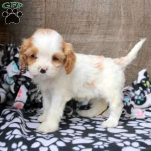Isla, Cavapoo Puppy