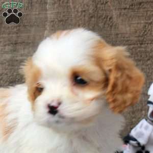 Isla, Cavapoo Puppy