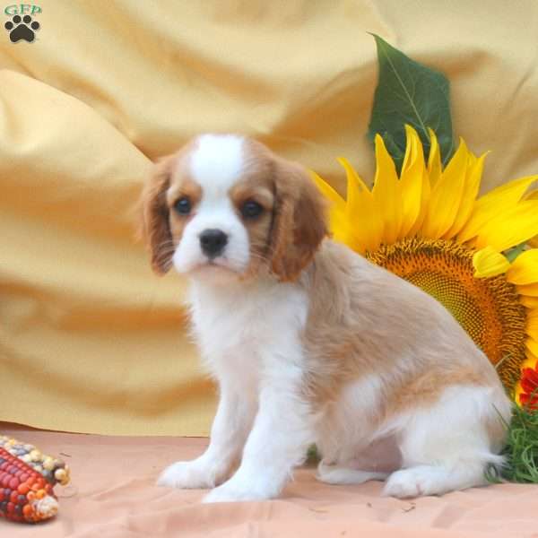 Ivan, Cavalier King Charles Spaniel Puppy