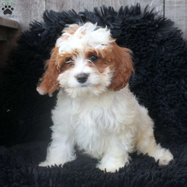 Ivan, Cavapoo Puppy