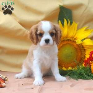 Ivan, Cavalier King Charles Spaniel Puppy