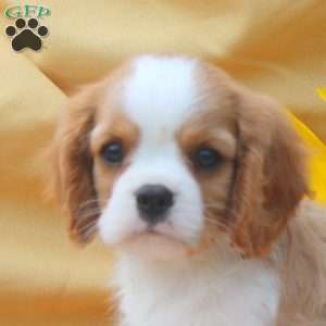 Ivan, Cavalier King Charles Spaniel Puppy
