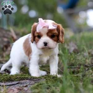 Ivy, Cavalier King Charles Spaniel Puppy