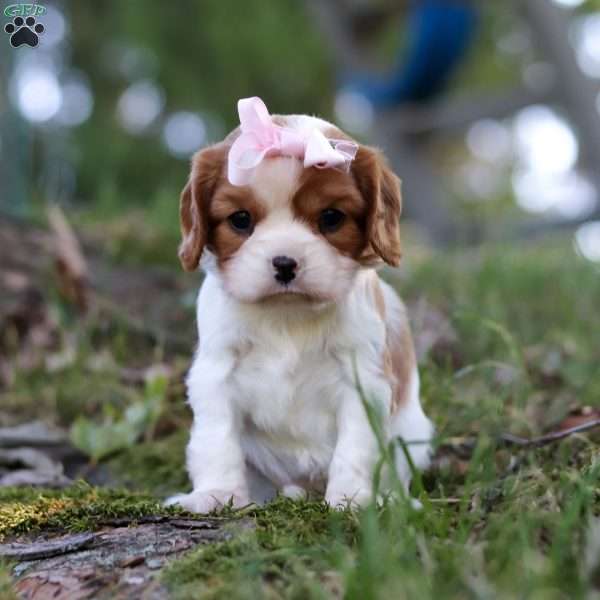 Ivy, Cavalier King Charles Spaniel Puppy